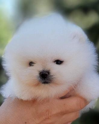Pomerania nano puppy
