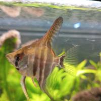 Scalari di mia produzione