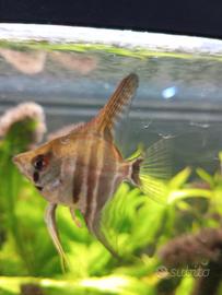 Scalari di mia produzione