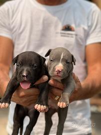 American pitbull terrier