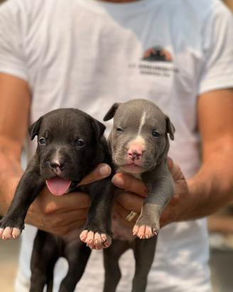 American pitbull terrier