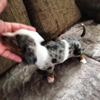 Cucciolo di bassotto