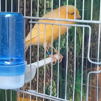 Canarino maschio maiorato York