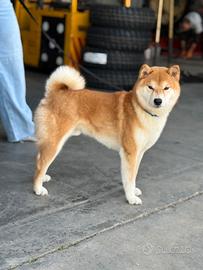 Shiba Inu adulto