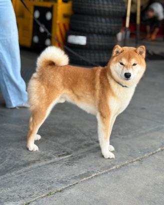 Shiba Inu adulto