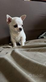 Chiwawa