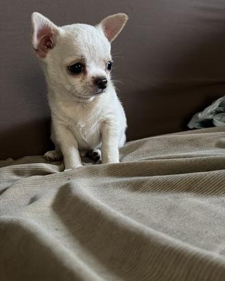 Chiwawa