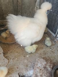 Gallina moroseta con pulcini