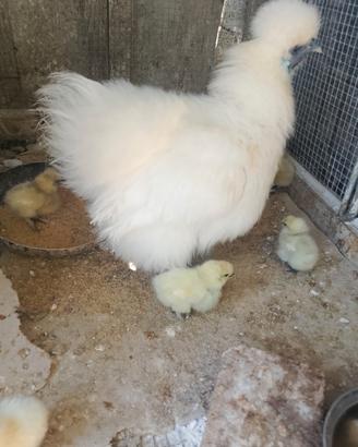 Gallina moroseta con pulcini