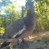 Colombacci appena svezzati