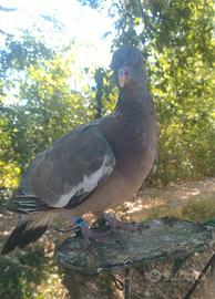 Colombacci appena svezzati