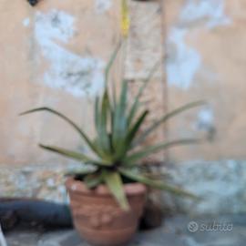 pianta aloe in vaso