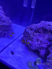 Acquario marino completo Amtra 90lt con supporto