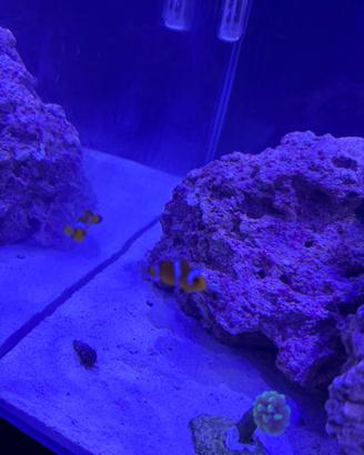 Acquario marino completo Amtra 90lt con supporto