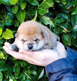 Strepitosi cuccioli Shiba