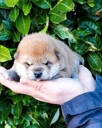 Strepitosi cuccioli Shiba
