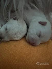 Cuccioli di West hingland white terrier