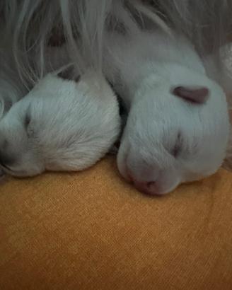 Cuccioli di West hingland white terrier