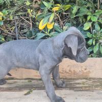 Cuccioli cane corso
