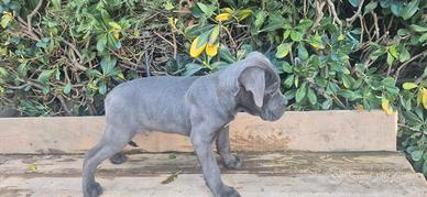 Cuccioli cane corso