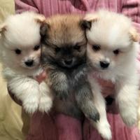 Volpino di Pomerania