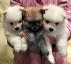 Volpino di Pomerania