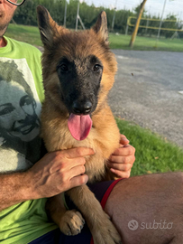 Cuccioli di PASTORE BELGA Tervueren disponibili