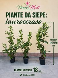 piante da siepe LAUROCERASO 