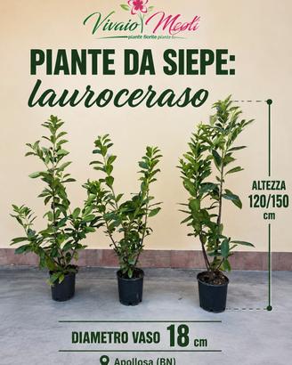 piante da siepe LAUROCERASO 