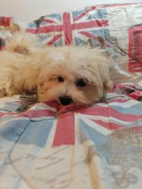 Maltipoo ultimi maschi coreani