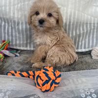 Maltipoo cuccioli