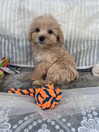 Maltipoo cuccioli
