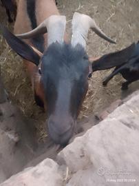 Caprone becco alpino