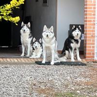 Cuccioli Siberian Husky