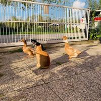 Anatroccoli Orpington Buff