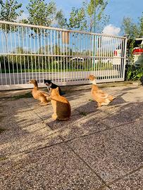 Anatroccoli Orpington Buff