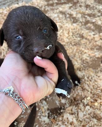 Cuccioli di Labrador Choco con pedegree ENCI