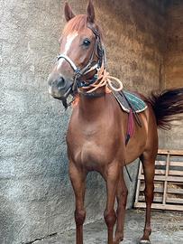 cavalla A.A