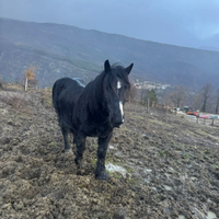 Cavallo