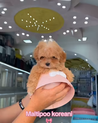 Cuccioli di maltipoo