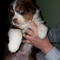 Cucciolo Pastore Australiano