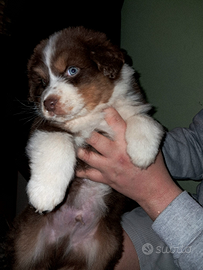 Cucciolo Pastore Australiano