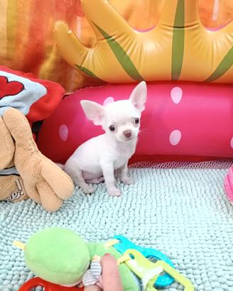 Chihuahua maschietto di piccola taglia