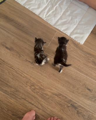 4 gattini da adottare a fine settembre
