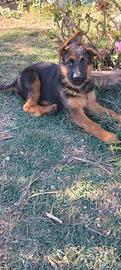 Animali da compagnia