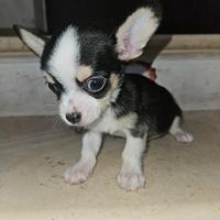 Chihuahua nano tricolor