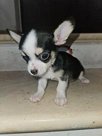 Chihuahua nano tricolor