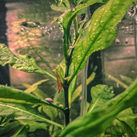 Gamberetti Neocaridina zebrati/maculati di rosso