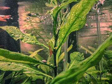 Gamberetti Neocaridina zebrati/maculati di rosso