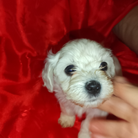 Maltipoo